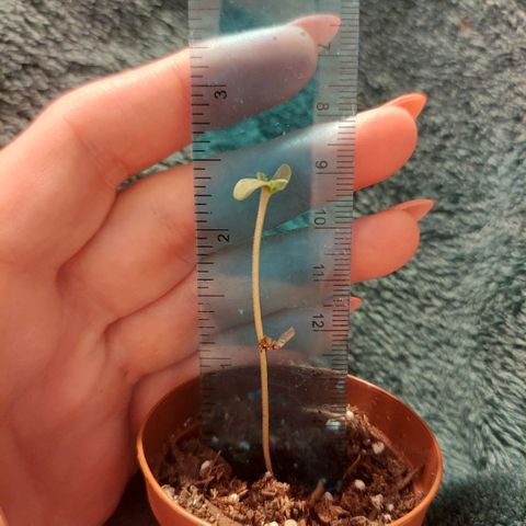 Green Goddess growlog photo