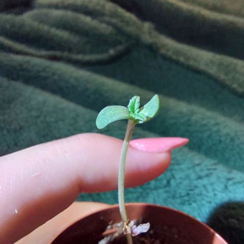 Green Goddess growlog photo: Have red grow light on for 12 hours. Mist soil twice a day. 