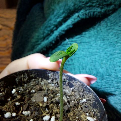 Limp Wick growlog photo: Finally opened up to for me! 12 hours of red lightly mist twice a day or as needed avoiding wetting stem to deture stem rot. 