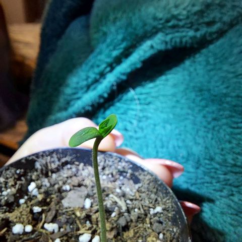 Limp Wick growlog photo: Finally opened up to for me! 12 hours of red lightly mist twice a day or as needed avoiding wetting stem to deture stem rot. 