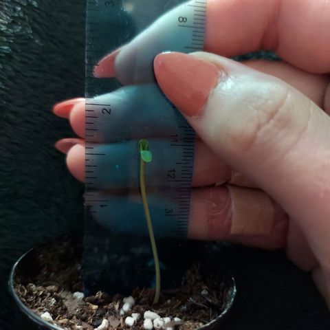 Limp Wick growlog photo: Finally opened up to for me! 12 hours of red lightly mist twice a day or as needed avoiding wetting stem to deture stem rot. 