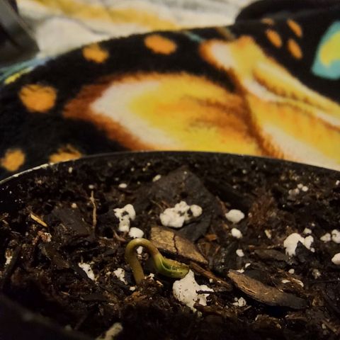 Limp Wick growlog photo: Seedling does not look that great. Going to keep it in pot. Avoid watering for 24 hours. Hopefully it will come back 🙏 