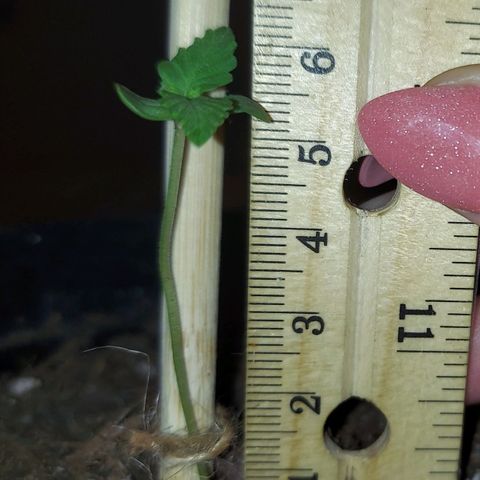 Limp Wick growlog photo: Shes a shorty but I see new growth! 