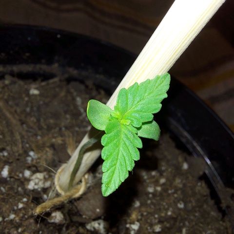 Limp Wick growlog photo: Shes a shorty but I see new growth! 
