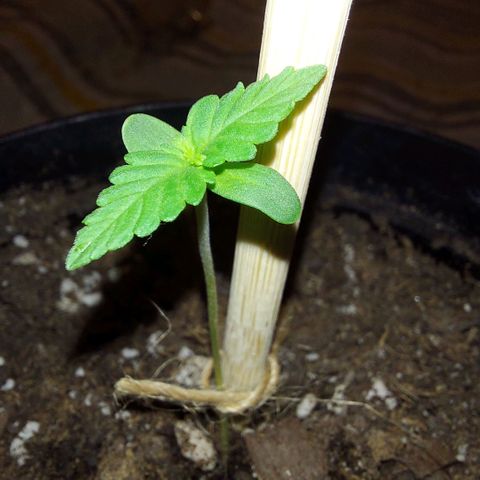 Limp Wick growlog photo: Shes a shorty but I see new growth! 
