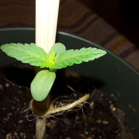 Green Goddess growlog photo: Little goddess is growing so well!! New growth coming in !