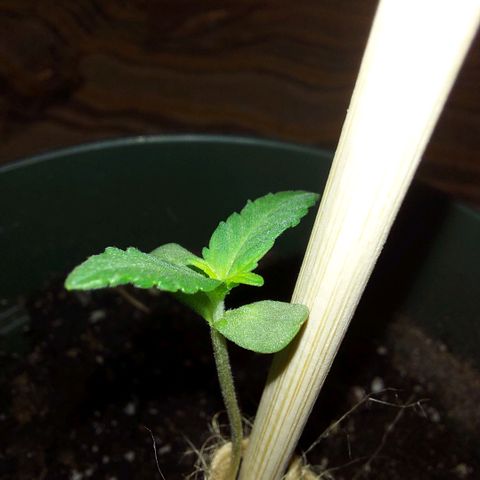 Green Goddess growlog photo: Little goddess is growing so well!! New growth coming in !