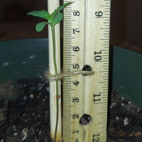 Green Goddess growlog photo: Little goddess is growing so well!! New growth coming in !