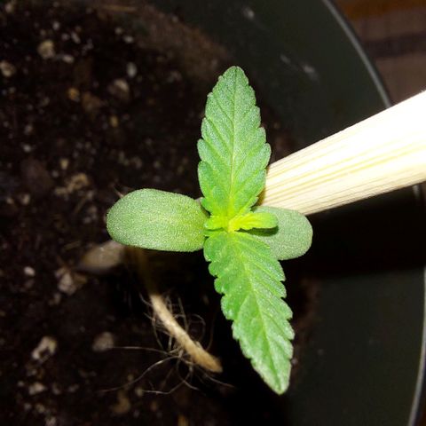 Green Goddess growlog photo: Little goddess is growing so well!! New growth coming in !