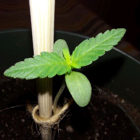 Green Goddess growlog photo: Look at my girl sparkle! 😍