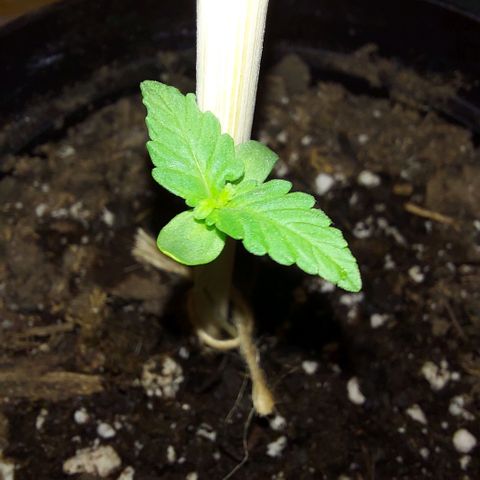 Limp Wick growlog photo: She's a fighter! So glad she didn't die considering how she looked like in the beginning. 