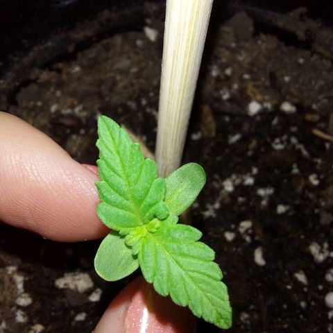 Limp Wick growlog photo: She's a fighter! So glad she didn't die considering how she looked like in the beginning. 