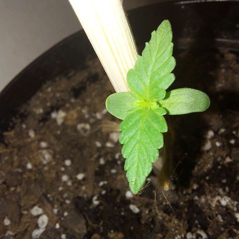 Limp Wick growlog photo: Do I spy lil hermies?! We shall see!