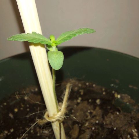 Green Goddess growlog timeline photo