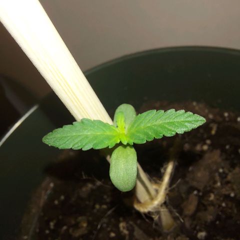 Green Goddess growlog timeline photo