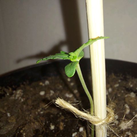 Limp Wick growlog photo: Do I spy the beginning of lil hermies?!