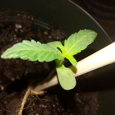 Green Goddess growlog timeline photo
