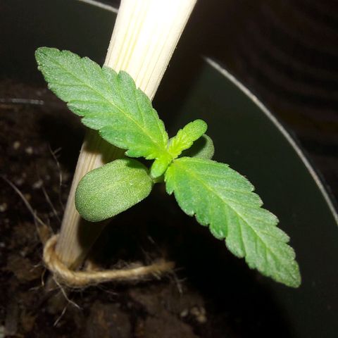 Green Goddess growlog timeline photo