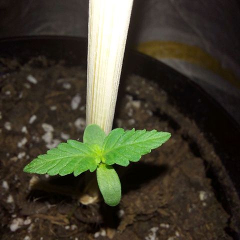 Limp Wick growlog timeline photo
