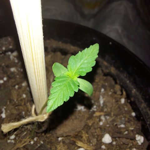 Limp Wick growlog timeline photo