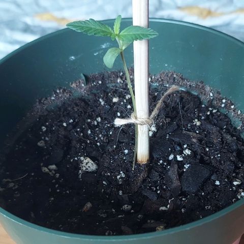 Green Goddess growlog timeline photo