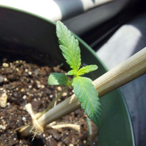 Green Goddess growlog timeline photo