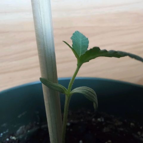 Green Goddess growlog timeline photo