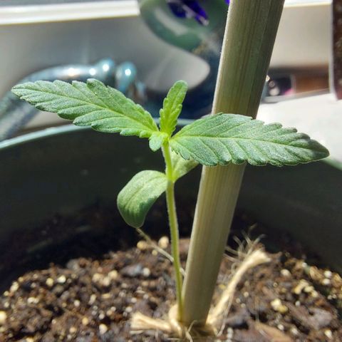 Green Goddess growlog timeline photo