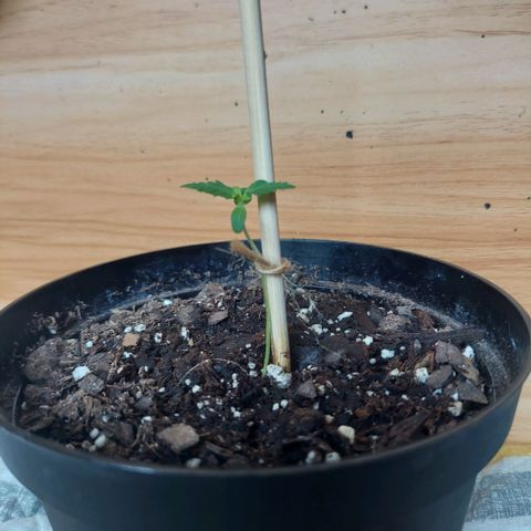 Limp Wick growlog timeline photo