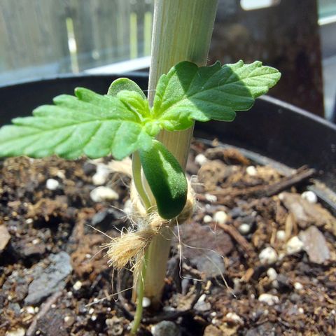Limp Wick growlog timeline photo