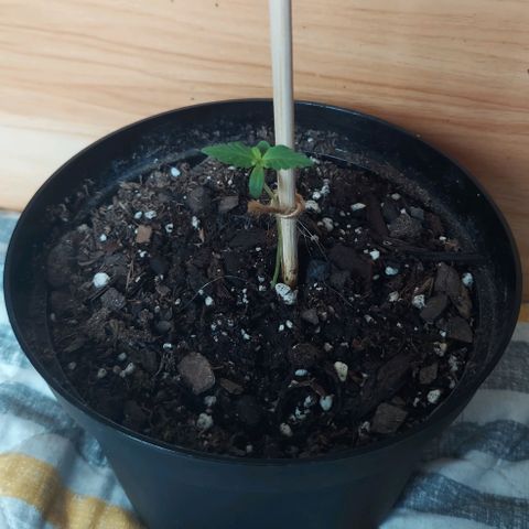 Limp Wick growlog timeline photo