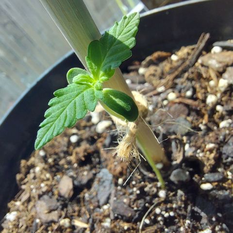 Limp Wick growlog timeline photo
