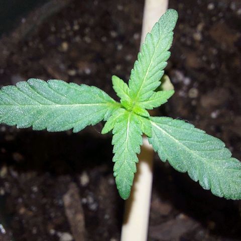 Green Goddess growlog photo: I've been keeping this beauty under grow light in the house. Misting the leaves and keeping the soil at a safe moisture level. Will be giving her some nutrients tomorrow. Isn't she a beauty 😍 