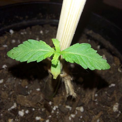 Limp Wick growlog photo: My lil budy is such a slow grower. Had the gtow light a lil to close so leaves drooped a bit. Adjusted the light to be further away and leaves are starting to perk up a bit more luckily. Will be feeding it tomorrow. Really curious to see what this surprise seed will turn out to be!