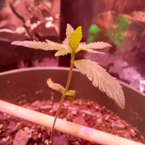 Green Goddess growlog photo: She's taking off! Almost grown to the vegetative stage! Won't be long !