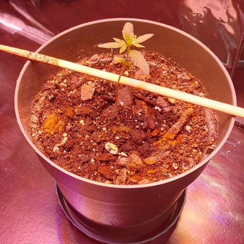 Green Goddess growlog photo: She's taking off! Almost grown to the vegetative stage! Won't be long !