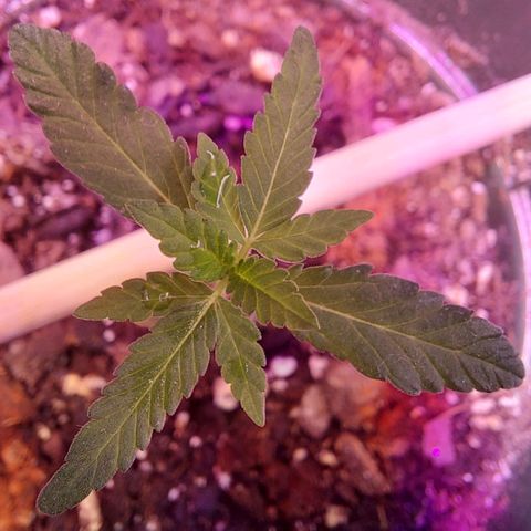 Green Goddess growlog photo: She's taking off! Almost grown to the vegetative stage! Won't be long !