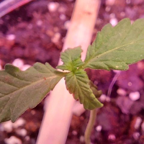 Limp Wick growlog photo: Not looking great but still have hope