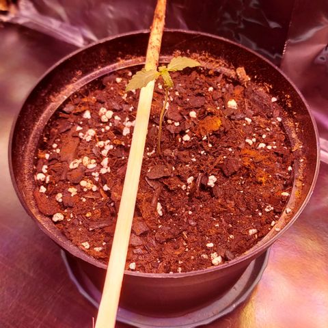 Limp Wick growlog photo: Not looking great but still have hope