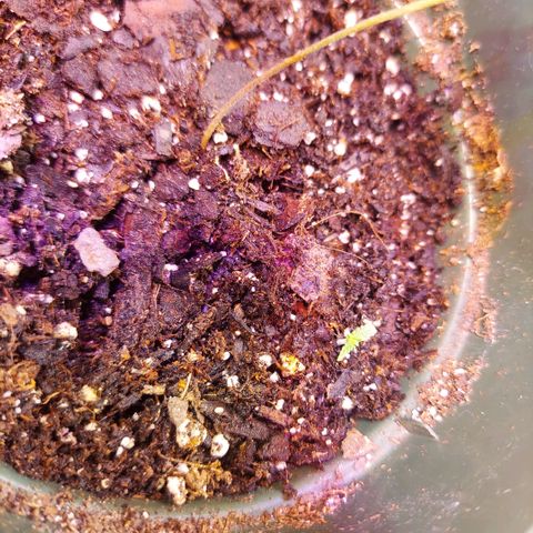Rejj growlog photo: Well I thought my lil guy was dead but he's sprouted out last night!!! So excited 