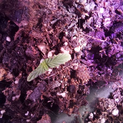 Rejj growlog photo: Well I thought my lil guy was dead but he's sprouted out last night!!! So excited 