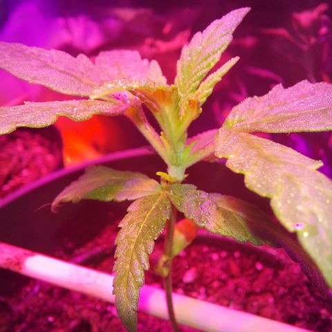 Green Goddess growlog timeline photo