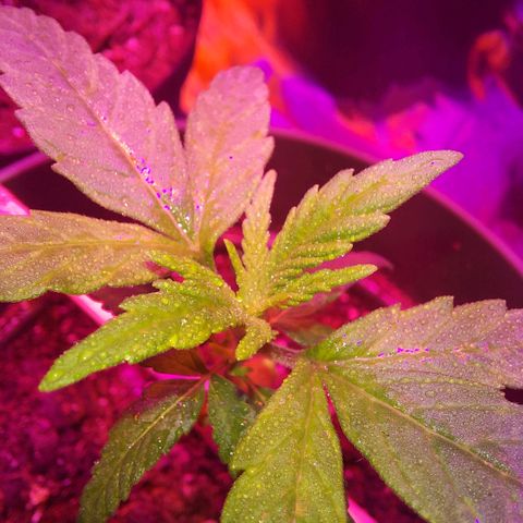 Green Goddess growlog timeline photo