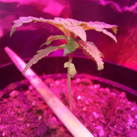 Green Goddess growlog timeline photo