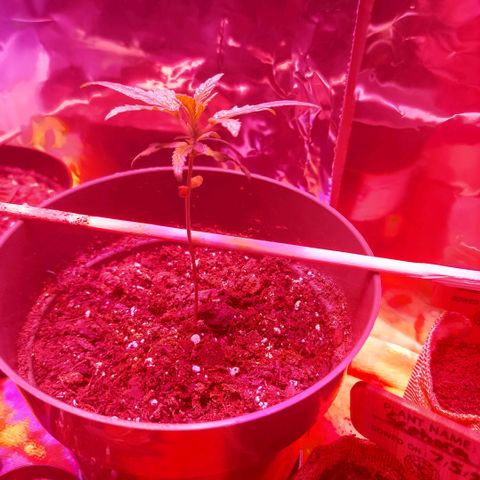 Green Goddess growlog timeline photo