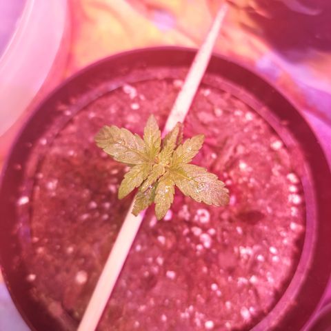 Limp Wick growlog timeline photo