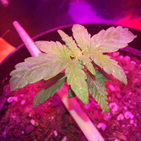Limp Wick growlog timeline photo