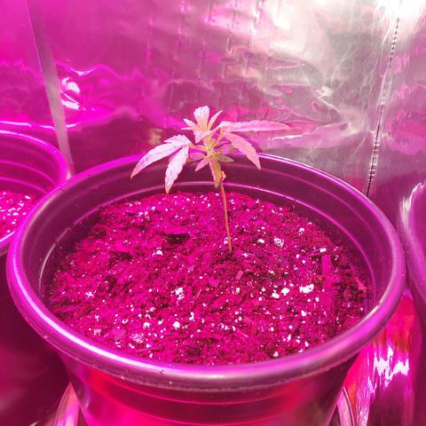 Green Goddess growlog photo: Reported, fed some nutrients and put back in its home under the grow lamp and the humidifier. 