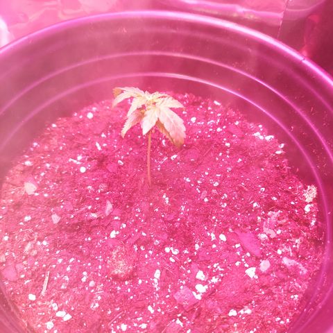 Limp Wick growlog photo: Leaves are a lil droopy due to not liking the transplant. She will be good after some time back under the light with the humidifier and the nutrients 