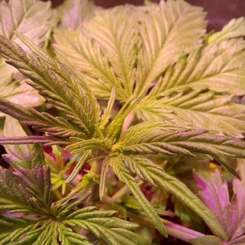 Limp Wick growlog timeline photo
